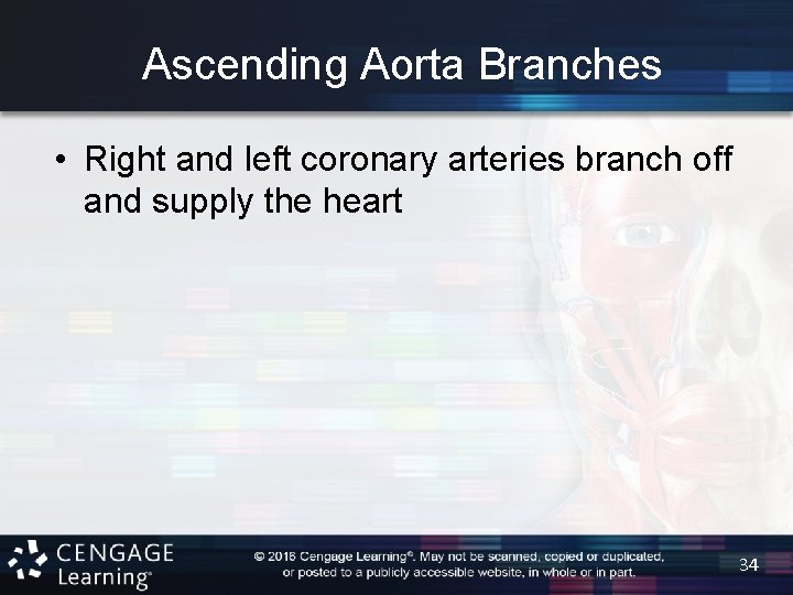 Ascending Aorta Branches • Right and left coronary arteries branch off and supply the