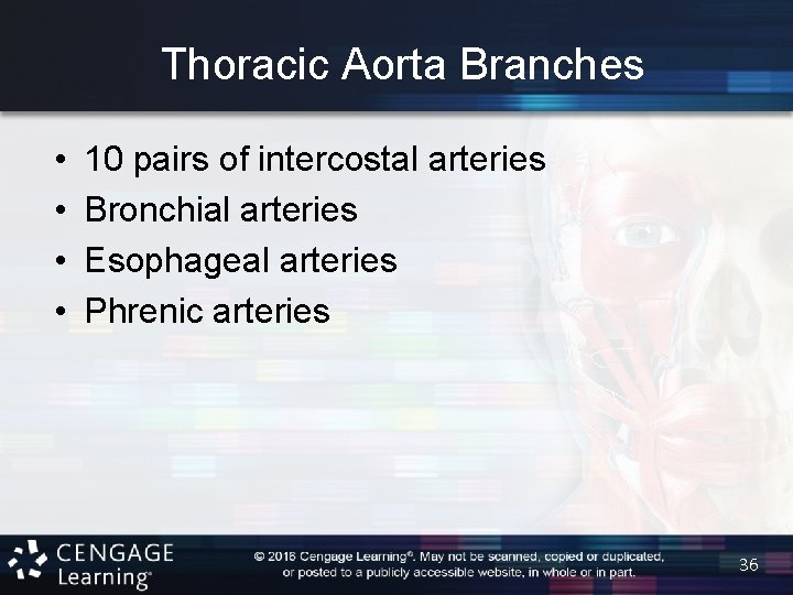 Thoracic Aorta Branches • • 10 pairs of intercostal arteries Bronchial arteries Esophageal arteries