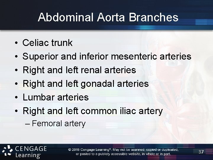 Abdominal Aorta Branches • • • Celiac trunk Superior and inferior mesenteric arteries Right