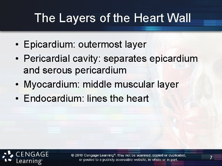 The Layers of the Heart Wall • Epicardium: outermost layer • Pericardial cavity: separates