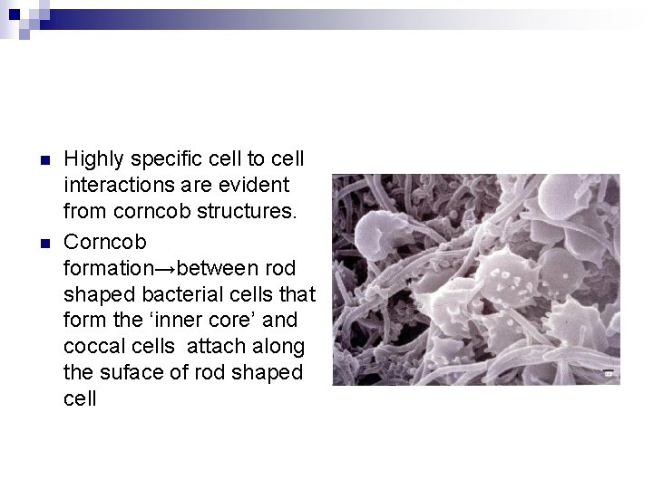 n n Highly specific cell to cell interactions are evident from corncob structures. Corncob