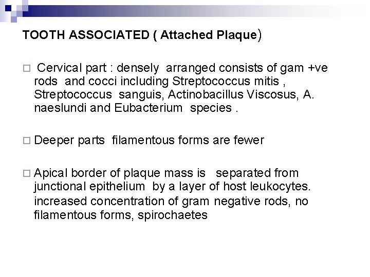 TOOTH ASSOCIATED ( Attached Plaque) ¨ Cervical part : densely arranged consists of gam