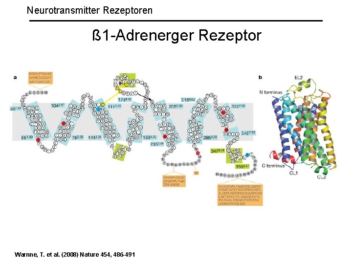 Neurotransmitter Rezeptoren ß 1 -Adrenerger Rezeptor Warnne, T. et al. (2008) Nature 454, 486