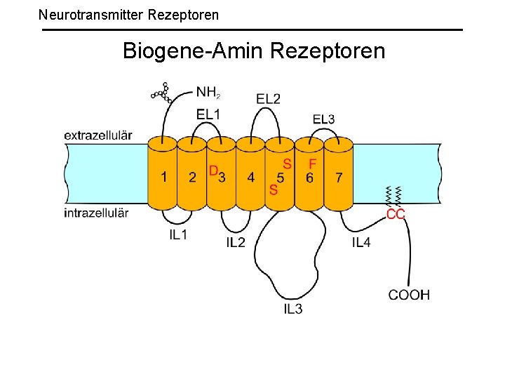 Neurotransmitter Rezeptoren Biogene-Amin Rezeptoren 