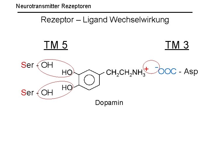 Neurotransmitter Rezeptoren Rezeptor – Ligand Wechselwirkung TM 5 TM 3 Ser - OH ¯OOC