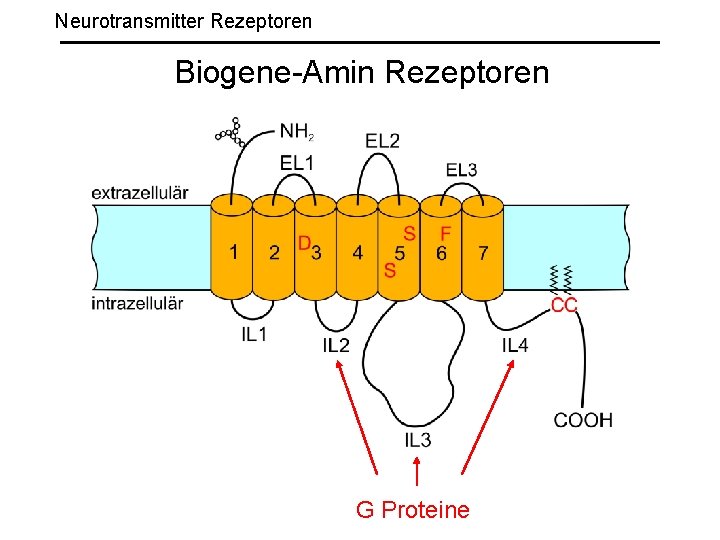 Neurotransmitter Rezeptoren Biogene-Amin Rezeptoren G Proteine 