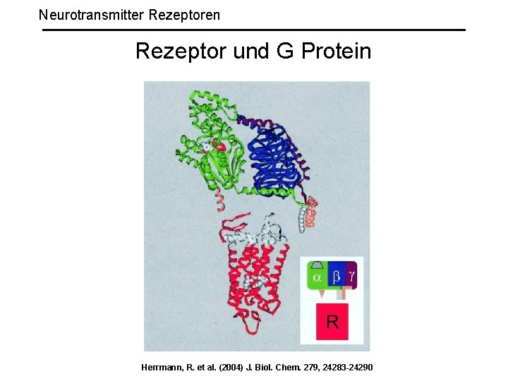 Neurotransmitter Rezeptoren Rezeptor und G Protein Herrmann, R. et al. (2004) J. Biol. Chem.