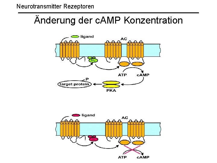 Neurotransmitter Rezeptoren Änderung der c. AMP Konzentration 