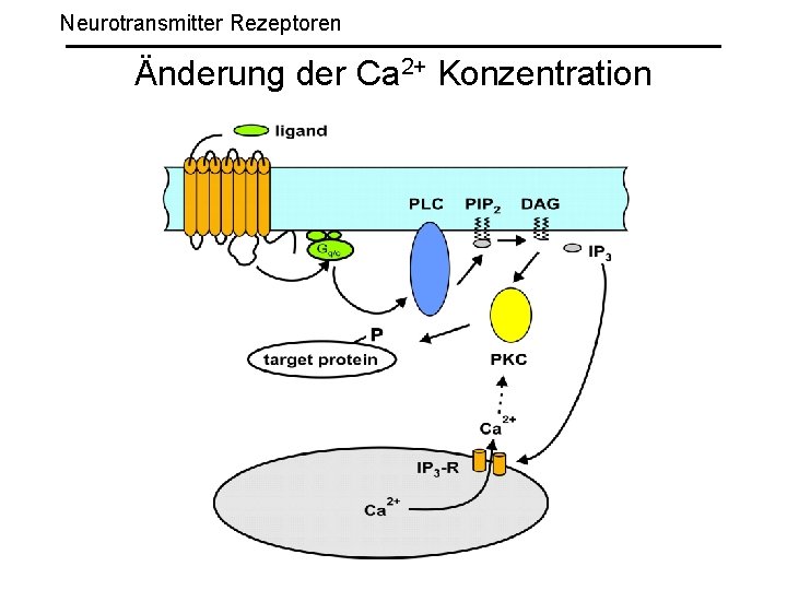 Neurotransmitter Rezeptoren Änderung der Ca 2+ Konzentration 