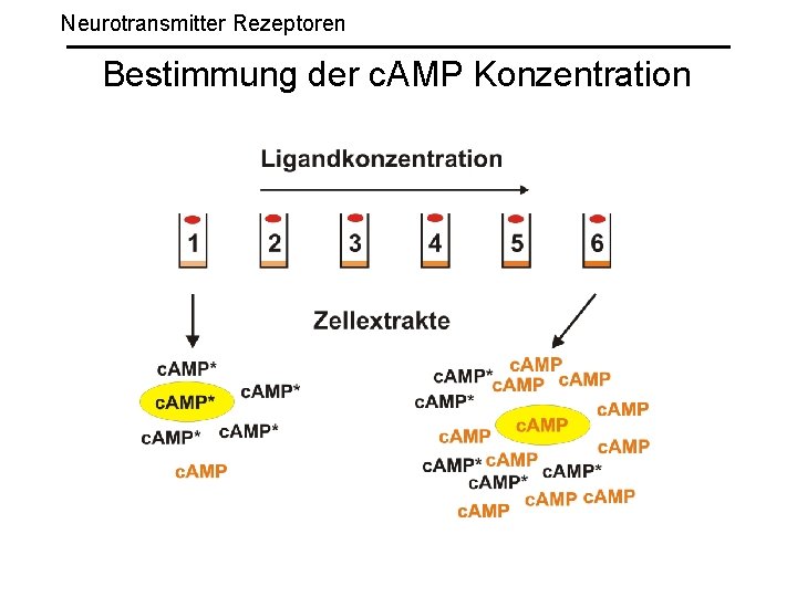 Neurotransmitter Rezeptoren Bestimmung der c. AMP Konzentration 