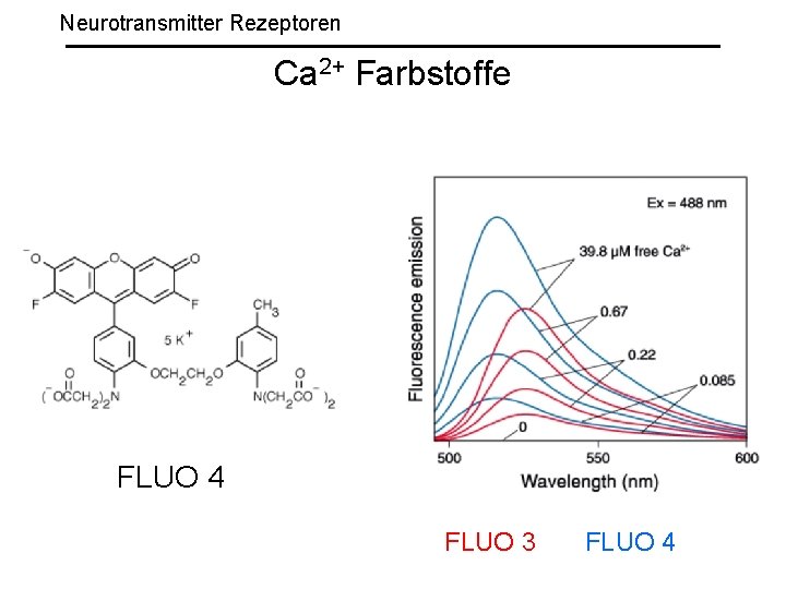 Neurotransmitter Rezeptoren Ca 2+ Farbstoffe FLUO 4 FLUO 3 FLUO 4 