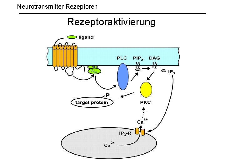 Neurotransmitter Rezeptoren Rezeptoraktivierung 