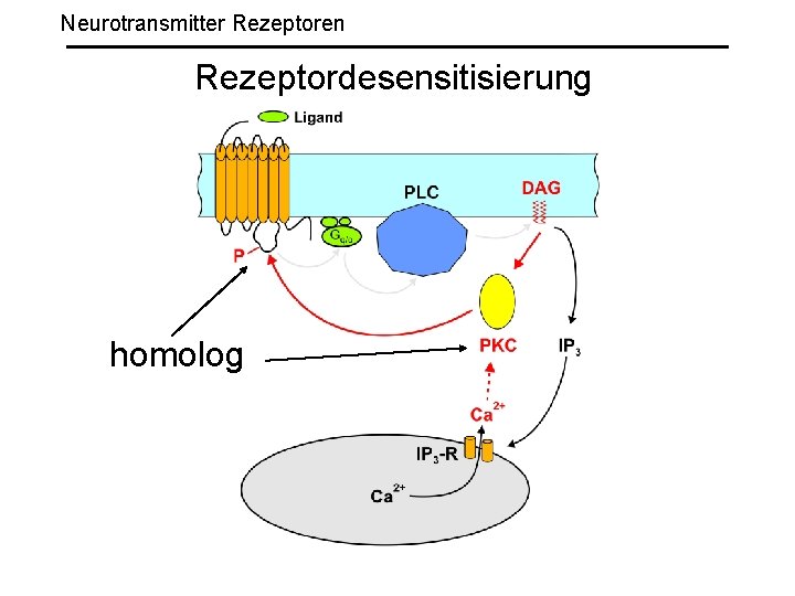 Neurotransmitter Rezeptoren Rezeptordesensitisierung homolog 