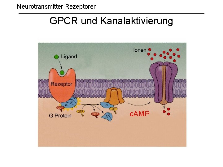 Neurotransmitter Rezeptoren GPCR und Kanalaktivierung c. AMP 