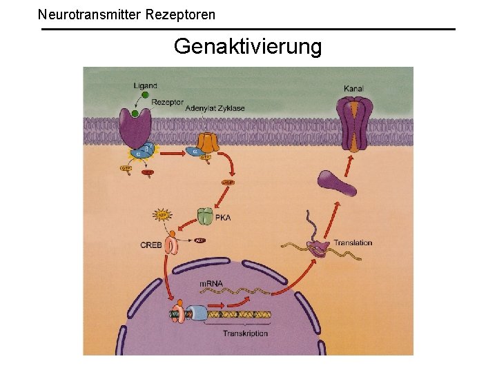 Neurotransmitter Rezeptoren Genaktivierung 