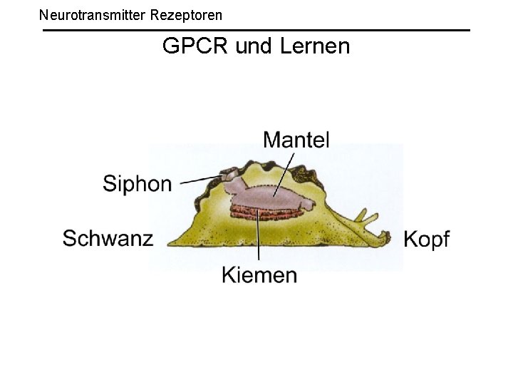 Neurotransmitter Rezeptoren GPCR und Lernen 