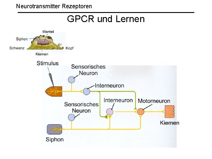 Neurotransmitter Rezeptoren GPCR und Lernen 