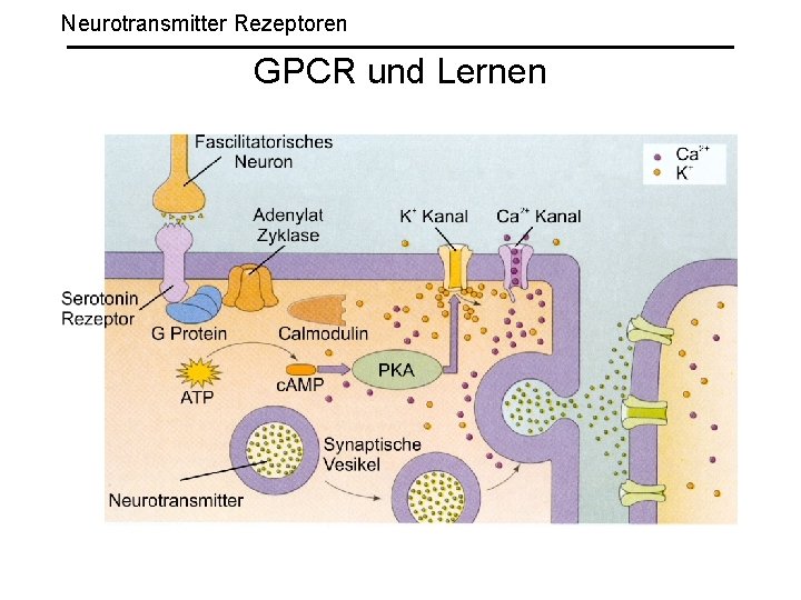 Neurotransmitter Rezeptoren GPCR und Lernen 