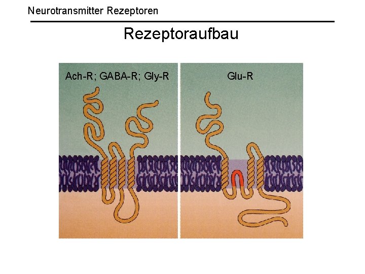 Neurotransmitter Rezeptoren Rezeptoraufbau Ach-R; GABA-R; Gly-R Glu-R 