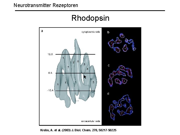 Neurotransmitter Rezeptoren Rhodopsin Krebs, A. et al. (2003) J. Biol. Chem. 278, 50217 -50225
