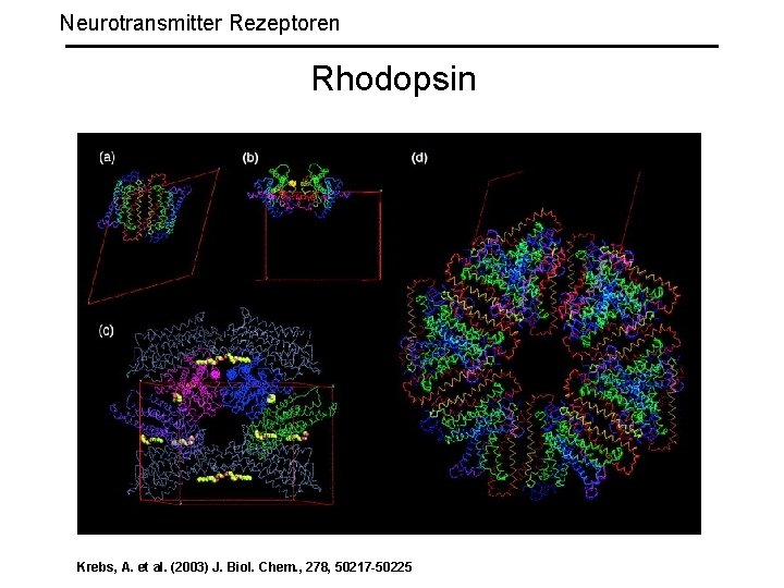 Neurotransmitter Rezeptoren Rhodopsin Krebs, A. et al. (2003) J. Biol. Chem. , 278, 50217