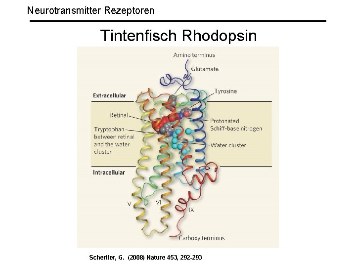 Neurotransmitter Rezeptoren Tintenfisch Rhodopsin Schertler, G. (2008) Nature 453, 292 -293 