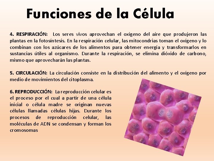 Funciones de la Célula 4. RESPIRACIÓN: Los seres vivos aprovechan el oxígeno del aire