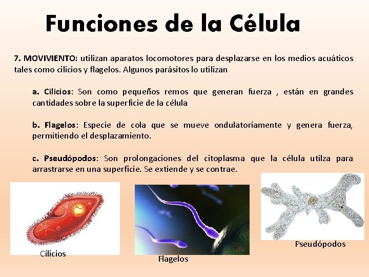 Funciones de la Célula 7. MOVIVIENTO: utilizan aparatos locomotores para desplazarse en los medios