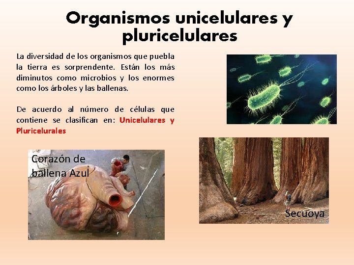 Organismos unicelulares y pluricelulares La diversidad de los organismos que puebla la tierra es