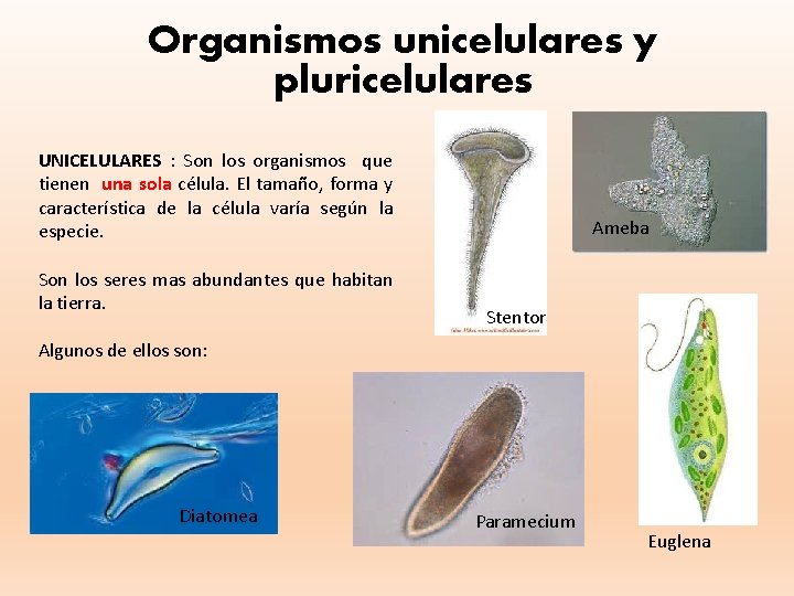 Organismos unicelulares y pluricelulares UNICELULARES : Son los organismos que tienen una sola célula.