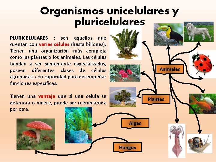 Organismos unicelulares y pluricelulares PLURICELULARES : son aquellos que cuentan con varias células (hasta