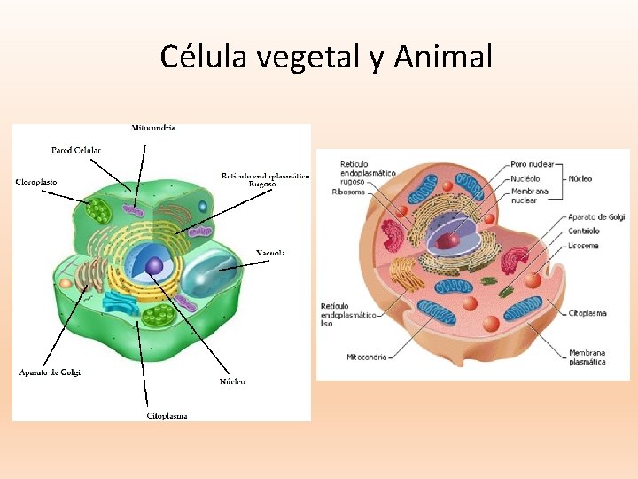 Célula vegetal y Animal 