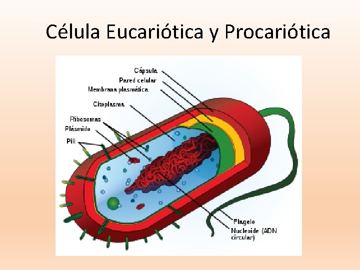 Célula Eucariótica y Procariótica 