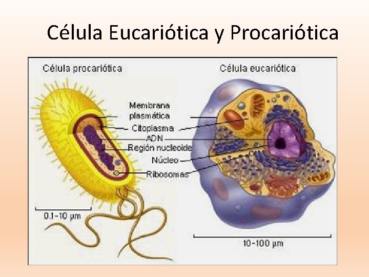 Célula Eucariótica y Procariótica 