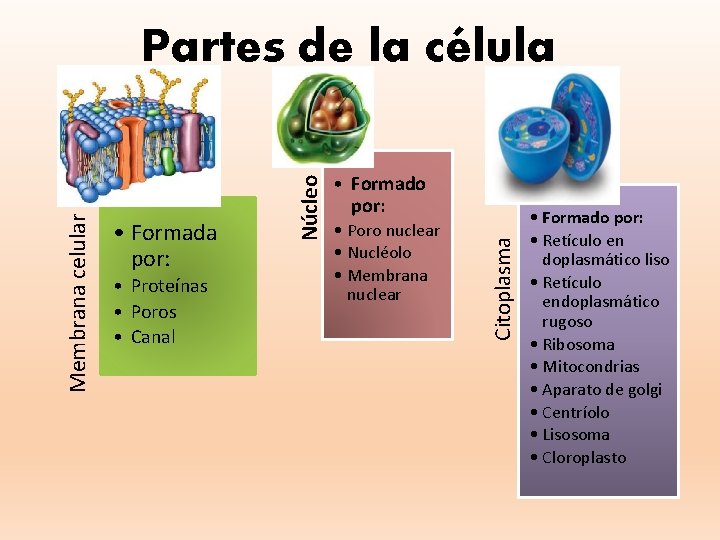  • Proteínas • Poros • Canal • Formado por: • Poro nuclear •