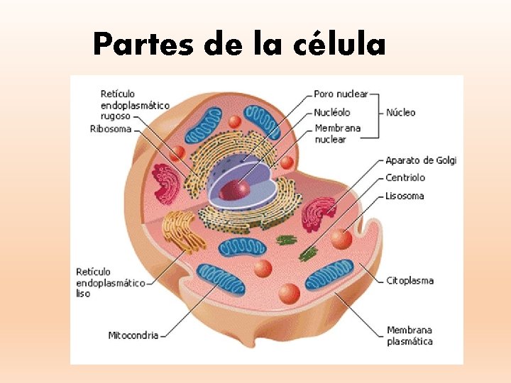 Partes de la célula 