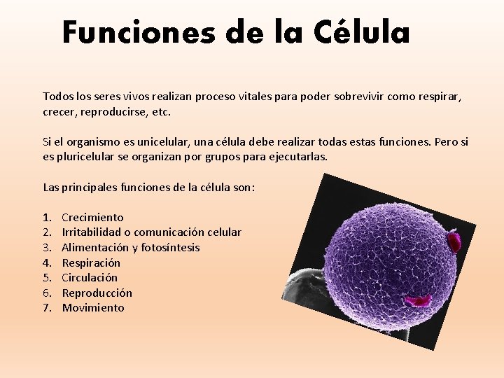 Funciones de la Célula Todos los seres vivos realizan proceso vitales para poder sobrevivir