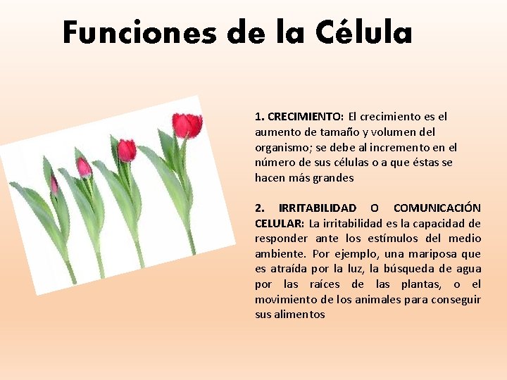 Funciones de la Célula 1. CRECIMIENTO: El crecimiento es el aumento de tamaño y