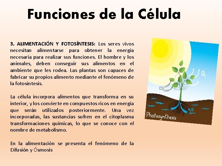 Funciones de la Célula 3. ALIMENTACIÓN Y FOTOSÍNTESIS: Los seres vivos necesitan alimentarse para