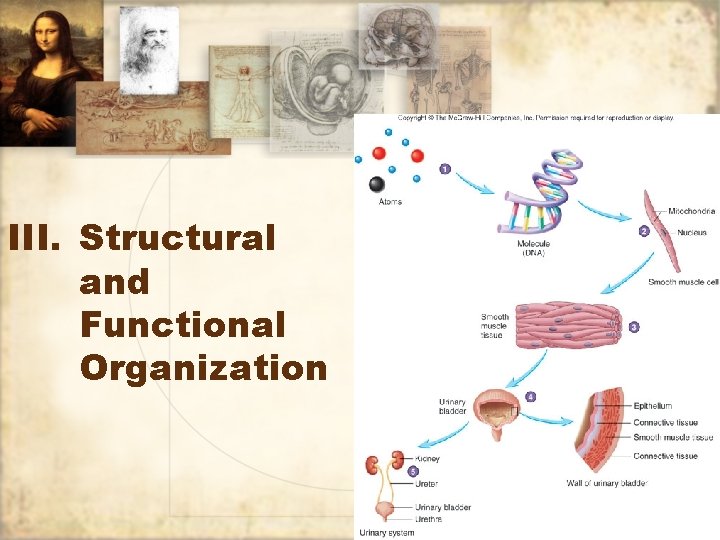 III. Structural and Functional Organization 11 