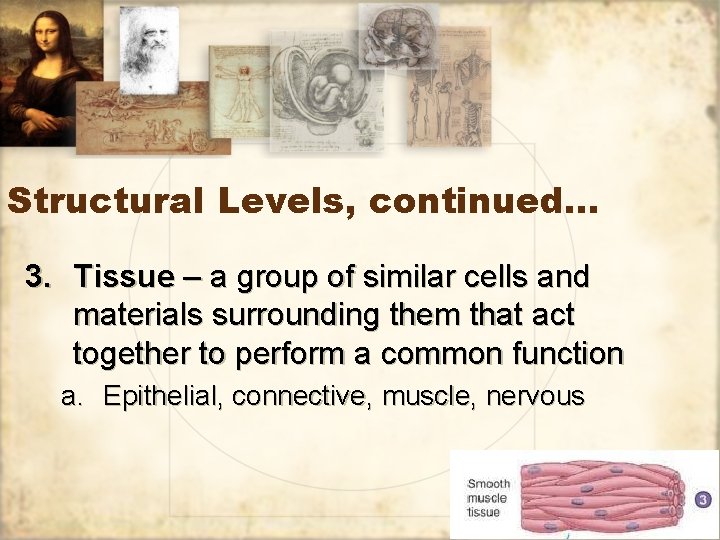 Structural Levels, continued… 3. Tissue – a group of similar cells and materials surrounding