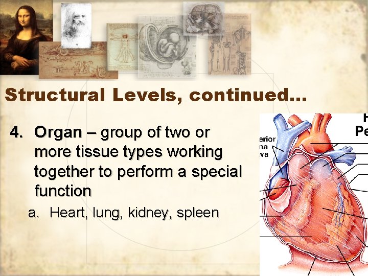 Structural Levels, continued… 4. Organ – group of two or more tissue types working