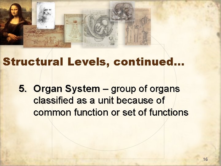 Structural Levels, continued… 5. Organ System – group of organs classified as a unit