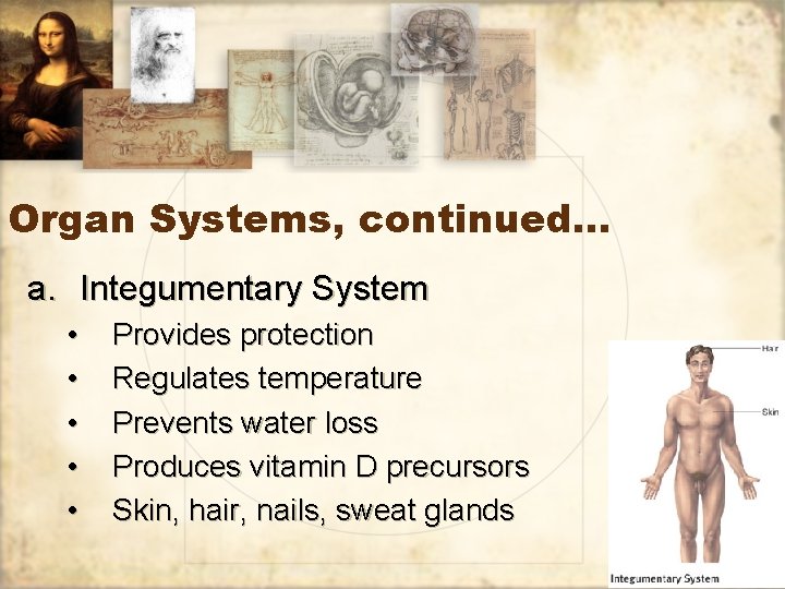 Organ Systems, continued… a. Integumentary System • • • Provides protection Regulates temperature Prevents