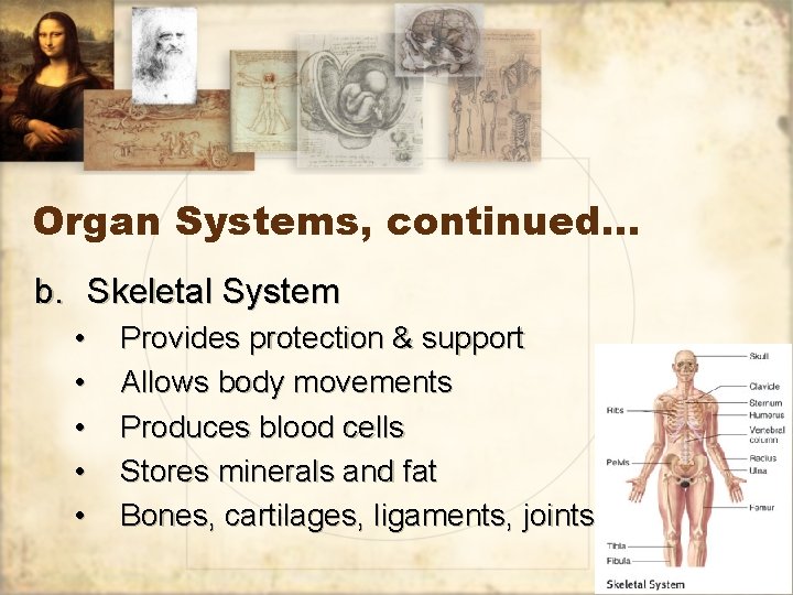 Organ Systems, continued… b. Skeletal System • • • Provides protection & support Allows