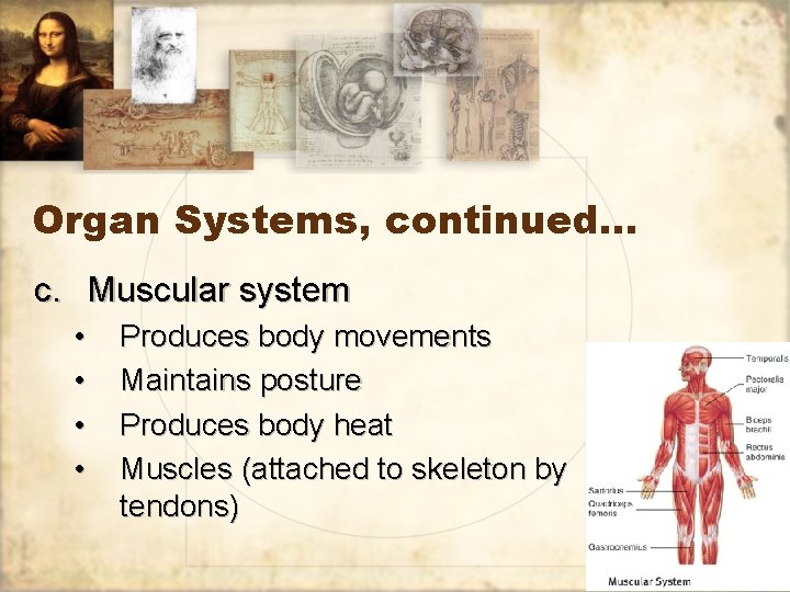 Organ Systems, continued… c. Muscular system • • Produces body movements Maintains posture Produces