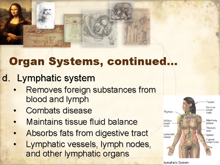 Organ Systems, continued… d. Lymphatic system • • • Removes foreign substances from blood