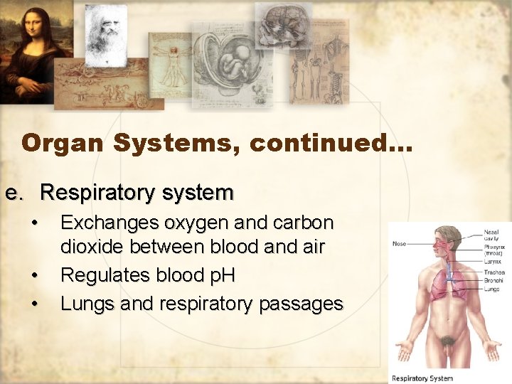 Organ Systems, continued… e. Respiratory system • • • Exchanges oxygen and carbon dioxide