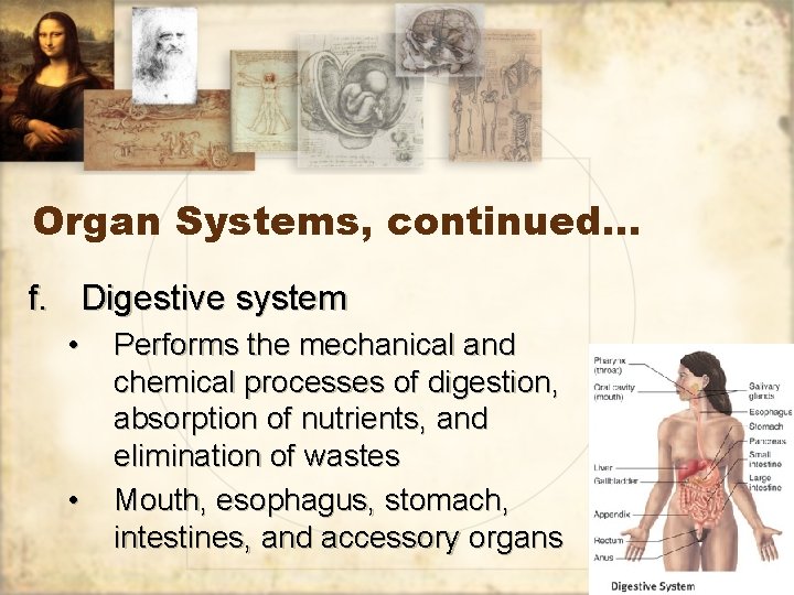 Organ Systems, continued… f. Digestive system • • Performs the mechanical and chemical processes