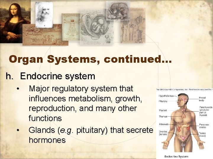 Organ Systems, continued… h. Endocrine system • • Major regulatory system that influences metabolism,